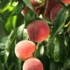 El Dorado Peach - Miniature -Alpja Fruits Shop shutterstock 333793856