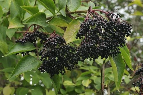 Nova Elderberry 3 Nova Elderberry
