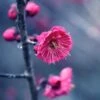 Kanko Bai Flowering Apricot 2 Kanko Bai Flowering Apricot -Alpja Fruits Shop shutterstock 36221416