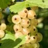 Primus White Currant -Alpja Fruits Shop shutterstock 400449280