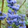 Alpha Bluegold Blueberry -Alpja Fruits Shop shutterstock 460547209