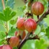 Jahn's Prairie Gooseberry -Alpja Fruits Shop shutterstock 466143932