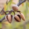 All In One Almond -Alpja Fruits Shop shutterstock 475794103