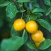 Mirabelle De Nancy European Plum -Alpja Fruits Shop shutterstock 475989046