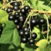 Wellington XXX Black Currant -Alpja Fruits Shop shutterstock 49241371