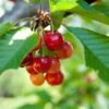 Kansas Sweet Cherry -Alpja Fruits Shop shutterstock 54968818