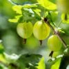 Whitesmith Gooseberry 2 Whitesmith Gooseberry -Alpja Fruits Shop shutterstock 554664052
