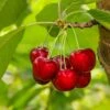 Glacier Cherry -Alpja Fruits Shop shutterstock 559155565