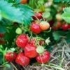 Capron Musk Strawberry 1 Capron Musk Strawberry -Alpja Fruits Shop shutterstock 56673937
