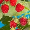 Cascade Delight Raspberry Bundle (5 Plants) -Alpja Fruits Shop shutterstock 56724127 02deb844 cdbd 4b40 b3bb b6b1eb7b7921