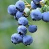 Bushel And Berry® Perpetua® Blueberry -Alpja Fruits Shop shutterstock 58923367 1