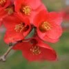 Super Fusion Flowering Quince 1 Super Fusion Flowering Quince -Alpja Fruits Shop shutterstock 599712029