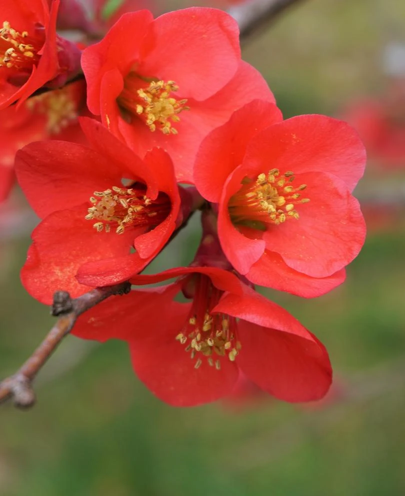 Super Fusion Flowering Quince 3 Super Fusion Flowering Quince