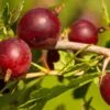 Hinnomaki Red Gooseberry 2 Hinnomaki Red Gooseberry -Alpja Fruits Shop shutterstock 619589141 1
