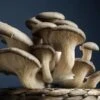 Oyster Mushroom Dowels (100) -Alpja Fruits Shop shutterstock 621495956 1