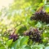 Haschberg Elderberry 2 Haschberg Elderberry -Alpja Fruits Shop shutterstock 650694826