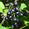 Kirovchanka Black Currant -Alpja Fruits Shop shutterstock 652922467