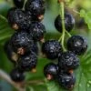 Ben Sarek Black Currant -Alpja Fruits Shop shutterstock 688798615