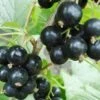 Hilltop Baldwin Black Currant 1 Hilltop Baldwin Black Currant -Alpja Fruits Shop shutterstock 692408818