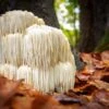 Lion's Mane Mushroom 100 Dowels 1 Lion's Mane Mushroom 100 Dowels -Alpja Fruits Shop shutterstock 742473607