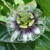Black Knight Passiflora -Alpja Fruits Shop shutterstock 744206440