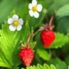 Mignonette Strawberry -Alpja Fruits Shop shutterstock 79496968