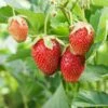 Eversweet Strawberry -Alpja Fruits Shop shutterstock 79541821