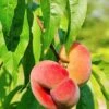 Saturn Peach