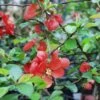 Victory Flowering Quince 1 Victory Flowering Quince -Alpja Fruits Shop shutterstock image