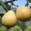Hendre Huffcapp European Perry Pear 2 Hendre Huffcapp European Perry Pear -Alpja Fruits Shop shutterstock image 17
