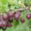 Jeanne Gooseberry -Alpja Fruits Shop shutterstock image 2