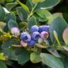 Bushel And Berry® Silver Dollar® Blueberry -Alpja Fruits Shop sildol