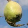 Smyrna Quince 2 Smyrna Quince -Alpja Fruits Shop smyrna