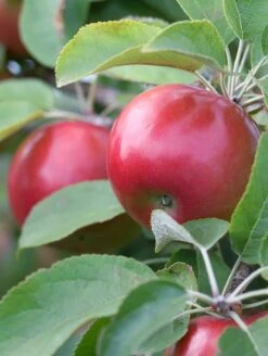 Snowsweet Apple -Alpja Fruits Shop snowsweet tree