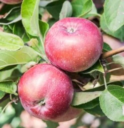 Spartan Apple 5 Spartan Apple -Alpja Fruits Shop spartanw 1