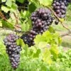 St. Theresa Seedless Grape -Alpja Fruits Shop st theresa grape 1