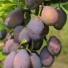 Stanley European Plum -Alpja Fruits Shop stanley 1