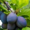 Combo European Plum Tree (3 Varieties) -Alpja Fruits Shop stanley plum 2 976c2191 c2bb 48f5 9d96 449894d54bb6