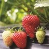 Albion Strawberry -Alpja Fruits Shop strawberries e401 albion 1