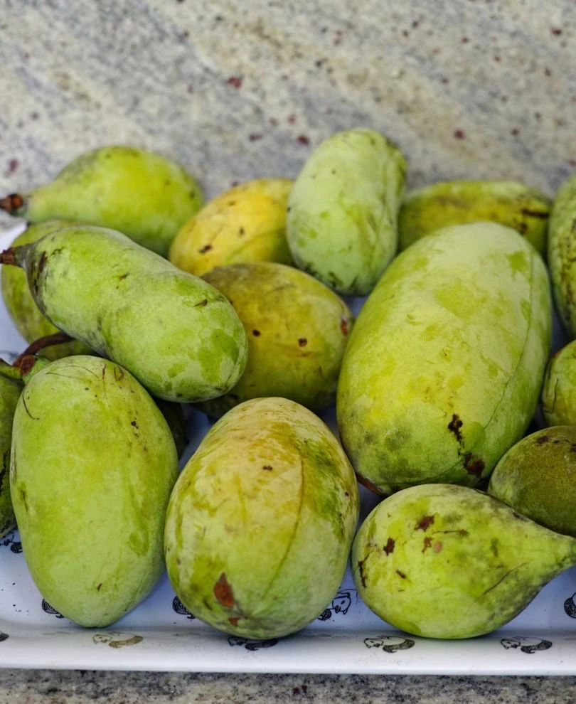 Susquehanna® Paw Paw 3 Susquehanna® Paw Paw