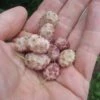 Sweet Lavender Mulberry -Alpja Fruits Shop sweetlav