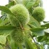 Szego Grafted Chestnut -Alpja Fruits Shop szego