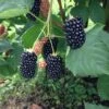 Prime Ark Freedom Thornless Blackberry -Alpja Fruits Shop thornlessblackberry
