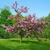 Thundercloud Flowering Plum 2 Thundercloud Flowering Plum -Alpja Fruits Shop thundercloud flowering plum 1