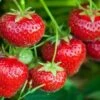 Tillamook Strawberry -Alpja Fruits Shop tillamook strawberries