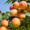 Tomcot Apricot 1 Tomcot Apricot -Alpja Fruits Shop tomcot apricot