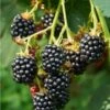 Triple Crown Thornless Blackberry 2 Triple Crown Thornless Blackberry -Alpja Fruits Shop triple crown blackberry