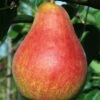 Combo European Pear Tree (5 Varieties) -Alpja Fruits Shop ubileen pear c0a0a025 0c48 42ed 8a1a 9a0bbf024063