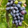 Venus Seedless Grape -Alpja Fruits Shop venus grape 1
