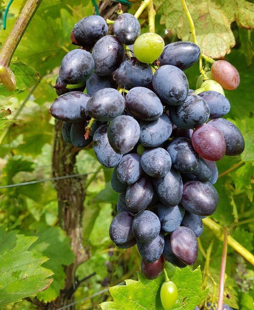 Venus Seedless Grape 3 Venus Seedless Grape